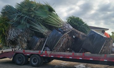 Unique Specimen Palms